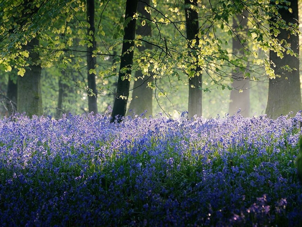 Last of The Bluebells Poster Print by Adelino Goncalves # G2101D